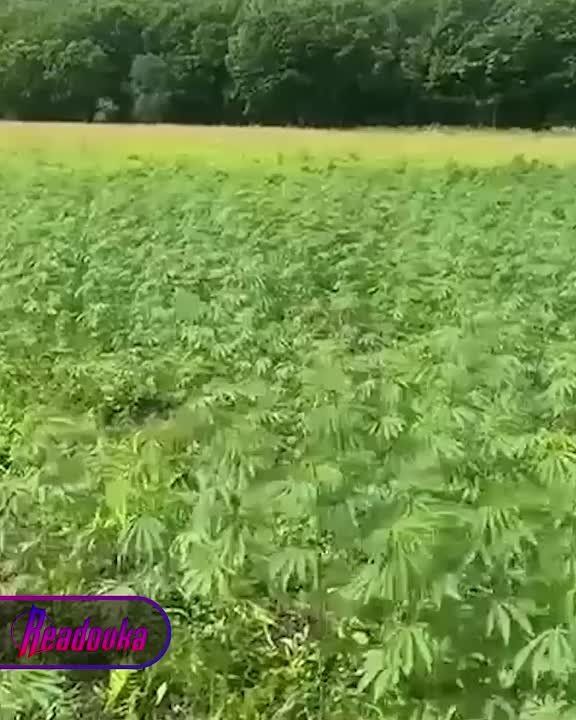 В Приморье жители обнаружили целое поле марихуаны размером с 4 футбольных стадиона