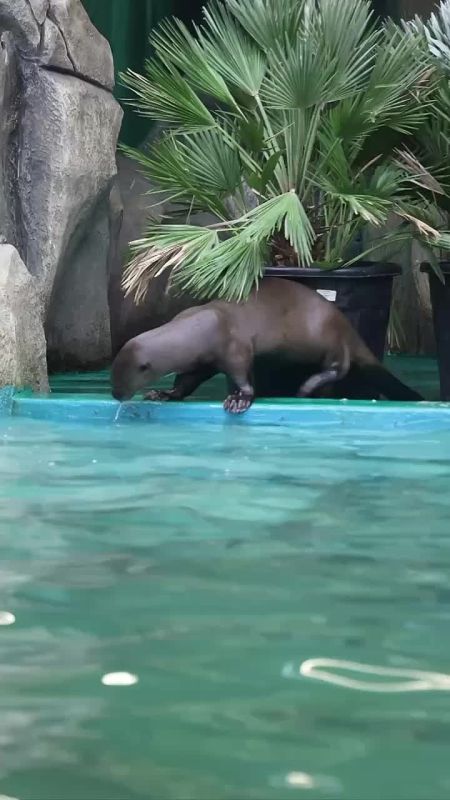 Ирина Куксенкова: Как мошенники отбирают аккаунты мессенджеров у детей, почему Трамп не ушел в отпуск, транзит нефти по трубопроводу "Дружба" в Венгрию возобновлен — утренняя сводка 20 августа: