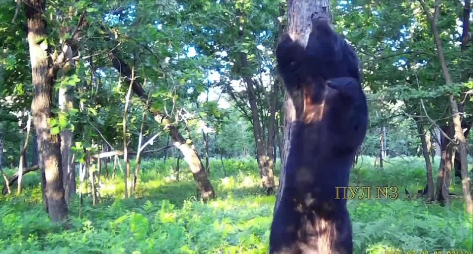 Как выглядит доброе утро у медведей: