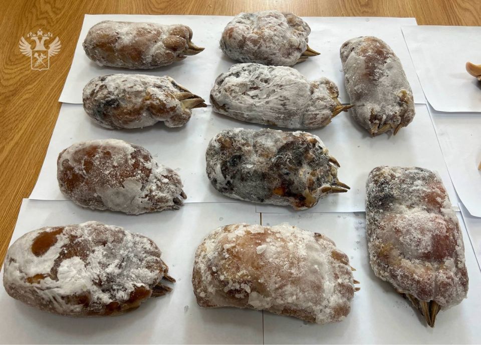 Челюсти амурского тигра и лапы медведя обнаружили уссурийские таможенники у туриста на Дальнем Востоке Челюсти амурского тигра и лапы медведя обнаружили уссурийские таможенники у туриста на Дальнем Востоке