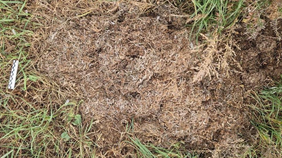 В Приамурье полицейские уличили жителя села Нижняя Полтавка в заготовке более центнера марихуаны В Приамурье полицейские уличили жителя села Нижняя Полтавка в заготовке более центнера марихуаны