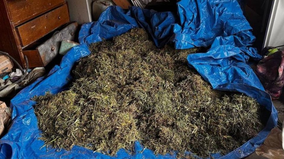 В Приамурье полицейские уличили жителя села Нижняя Полтавка в заготовке более центнера марихуаны