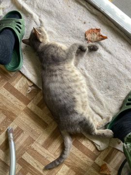 ������� ������: �������� ������ ������ �������� ����� �������, ������ ���� � �����
